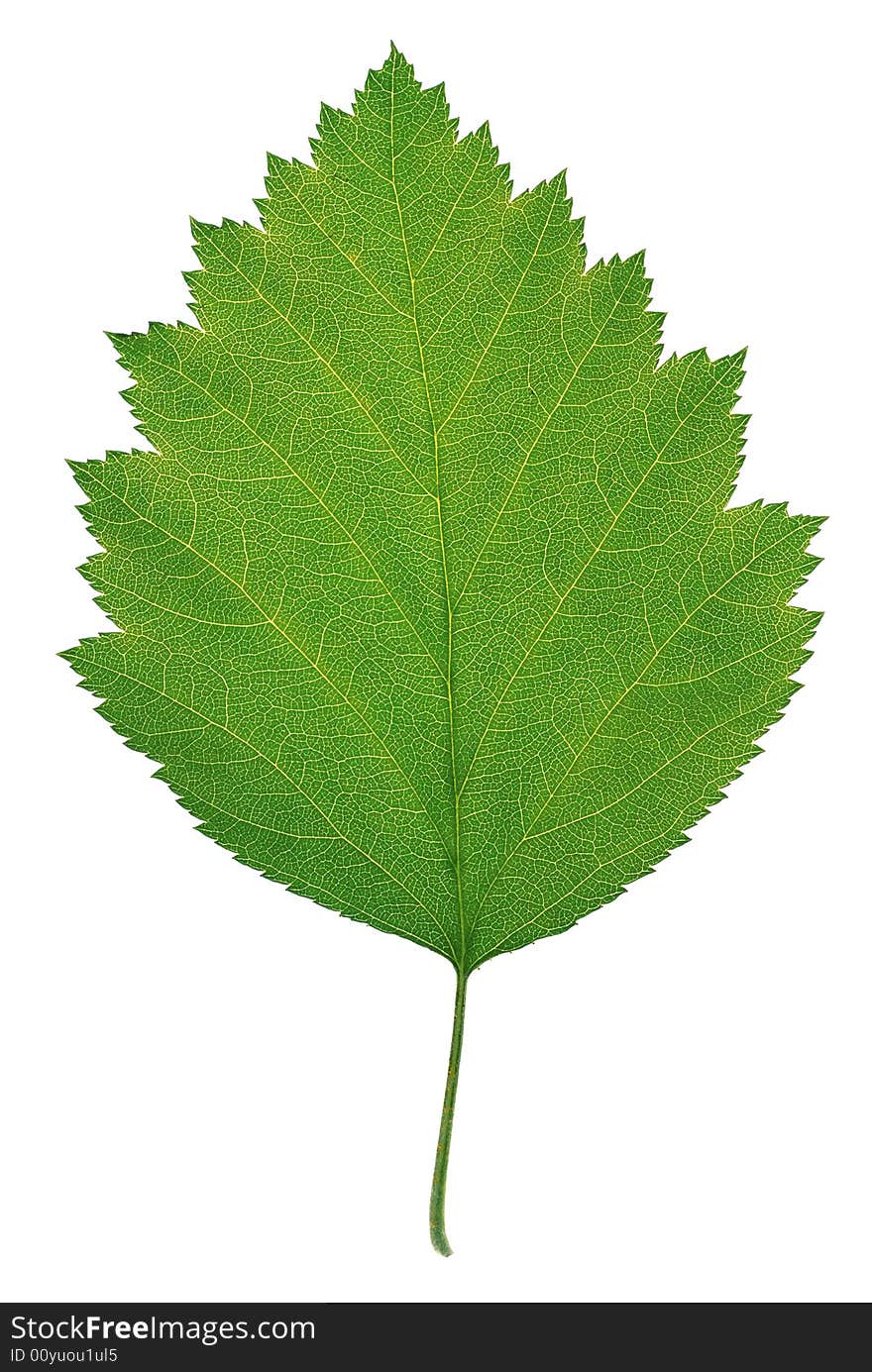 Green leaf single isolated object over white. Green leaf single isolated object over white