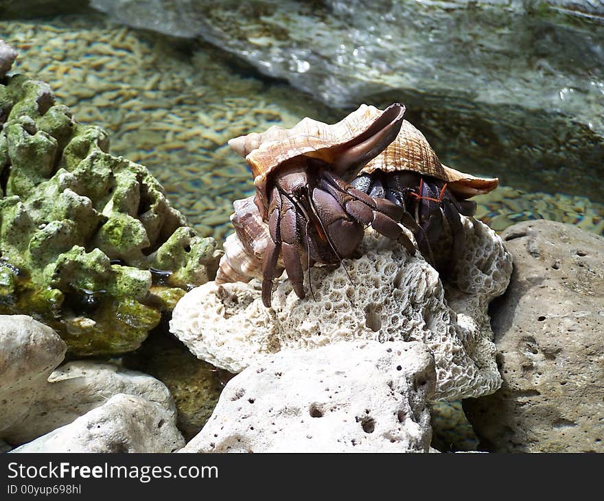 Giant Hermit Crab ontop of a dead coral. Defines home, enclosed, secured and protected.