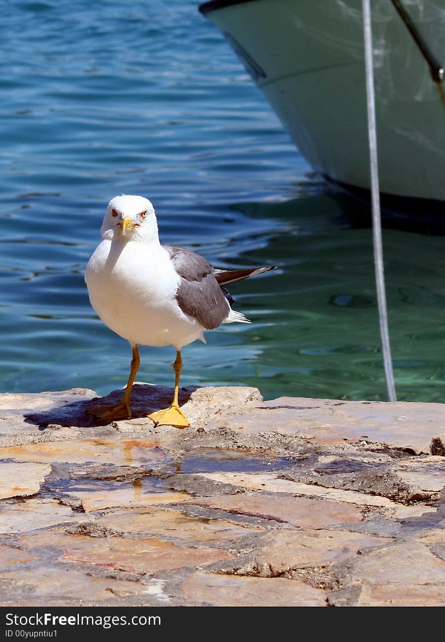 Sea gull on the stone with sea background. Sea gull on the stone with sea background