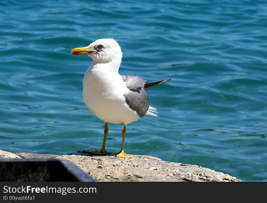 Sea gull on the stone with sea background. Sea gull on the stone with sea background