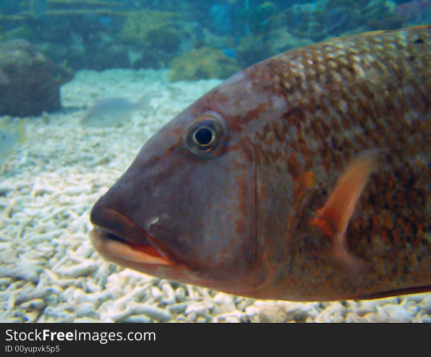 Large Marine Fish Under the Sea