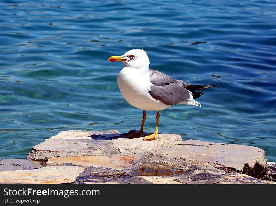 Sea gull on the stone with sea background. Sea gull on the stone with sea background