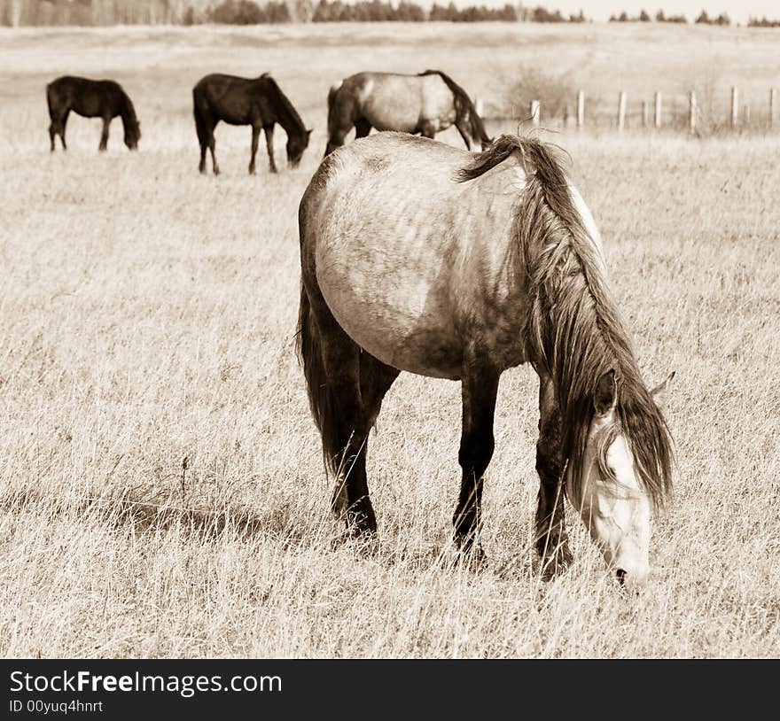 Pasturing Horses Sepia Toned