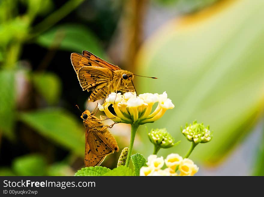 Fire Skipper Butterfly