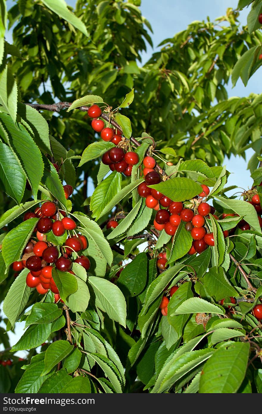 Ripe Berries