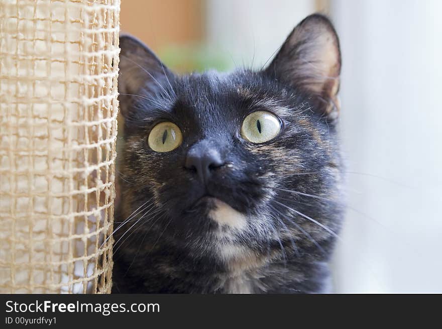 Black-red cat at a window