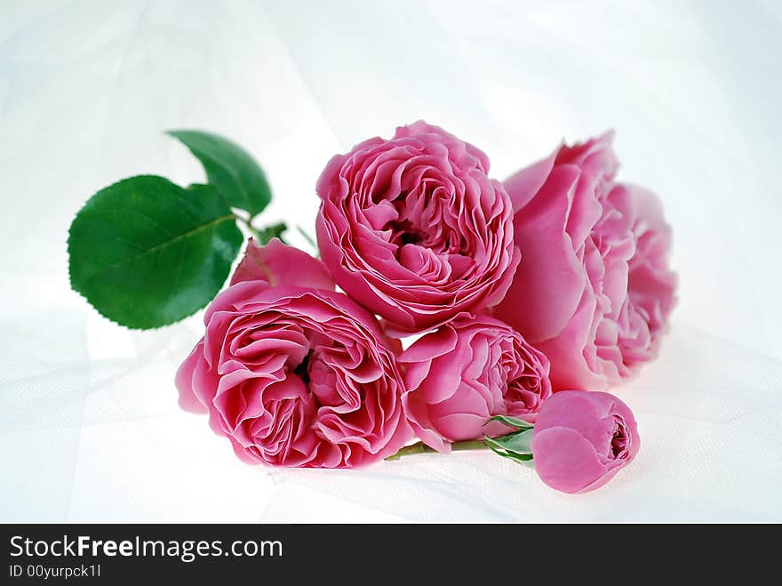 Delicate Pink Rose bouquet on white tulle