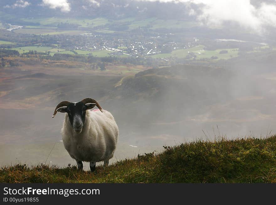 Mountain Sheep