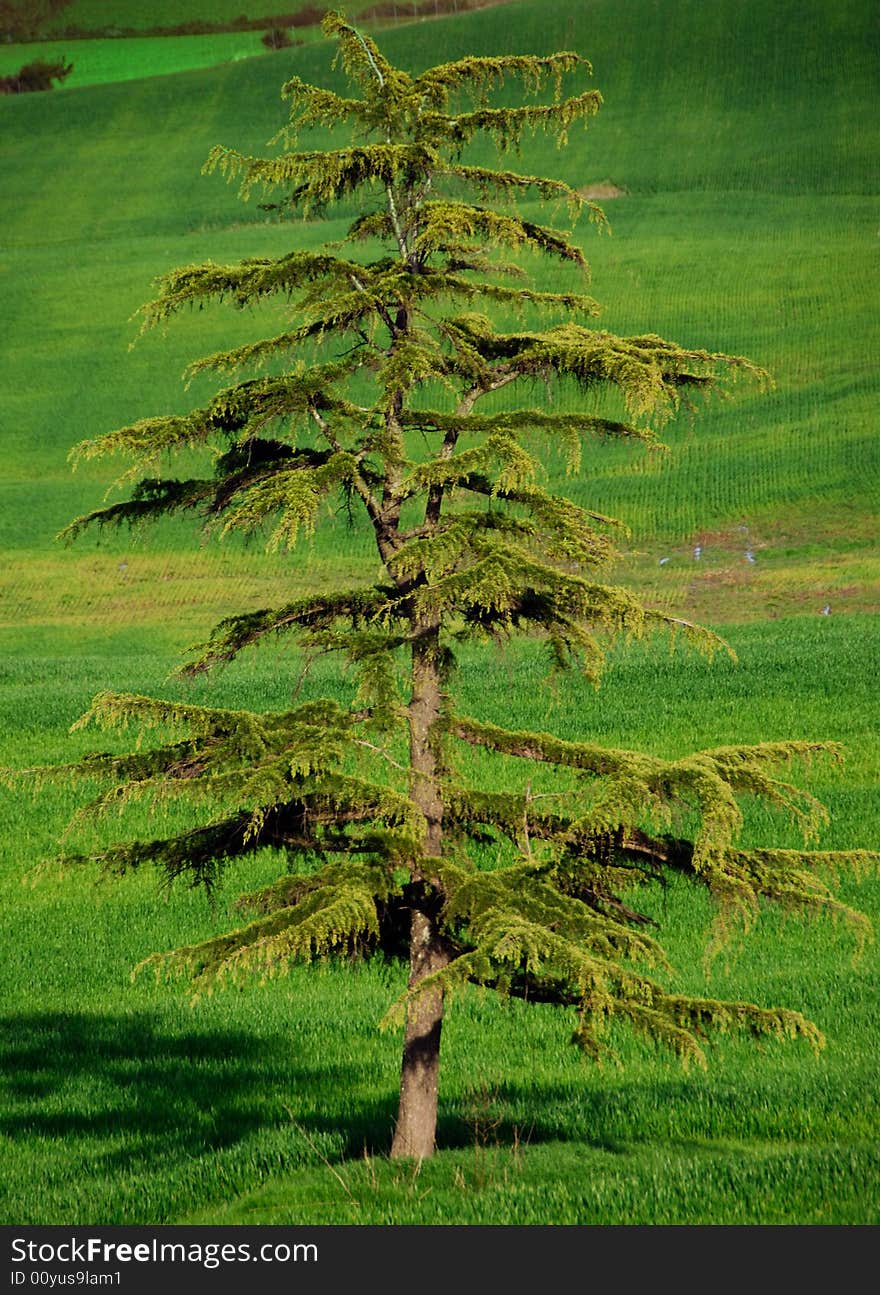 Lonely Tree