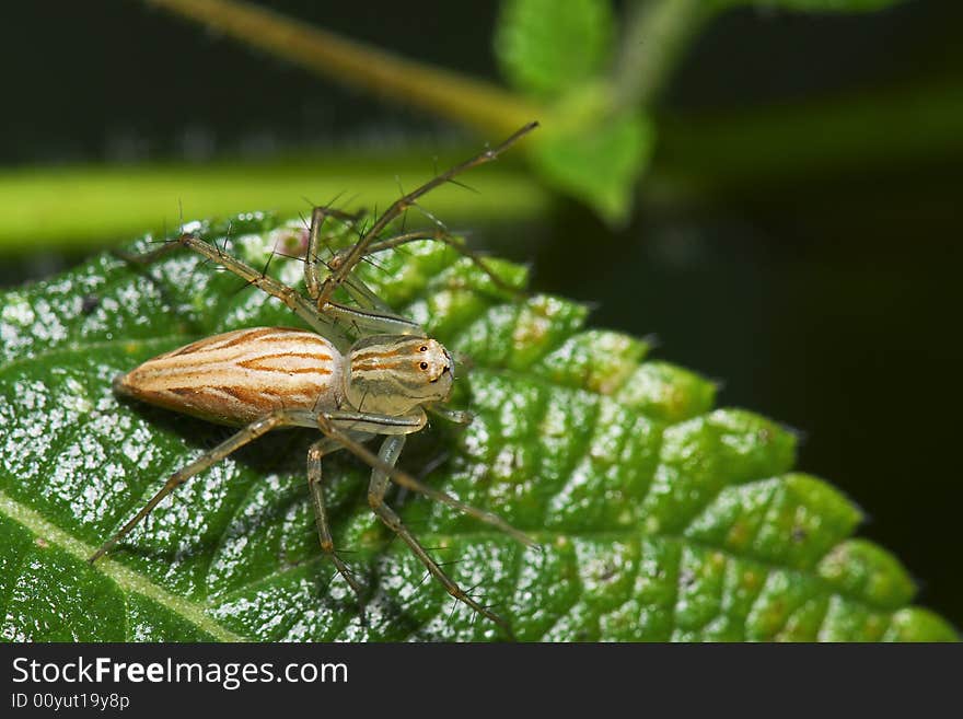 Jumping Spider