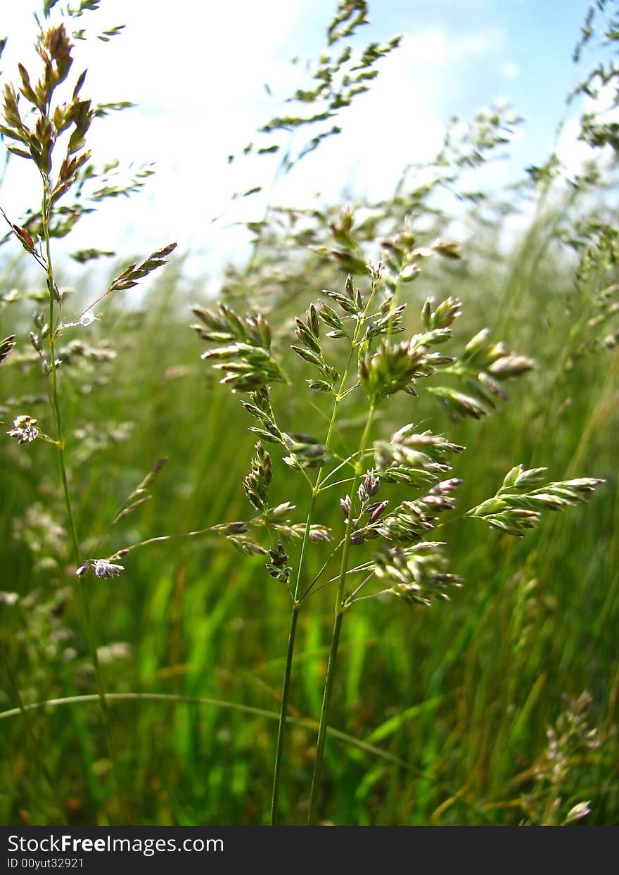 Green grass on a background of the blue sky