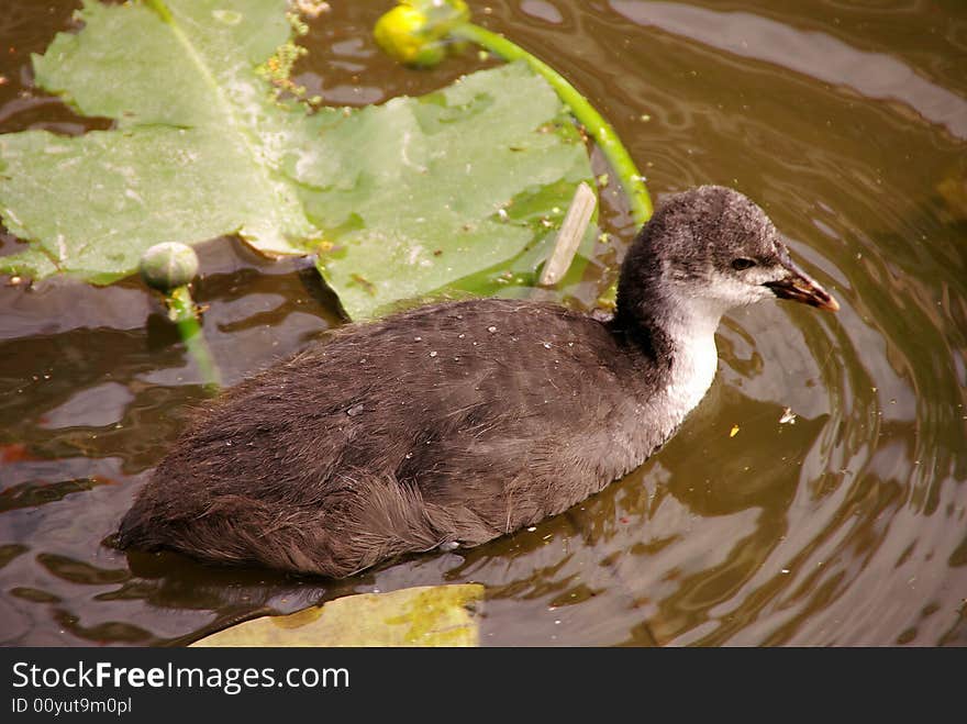 A young coot swimming between flowering yellow waterlely's. A young coot swimming between flowering yellow waterlely's