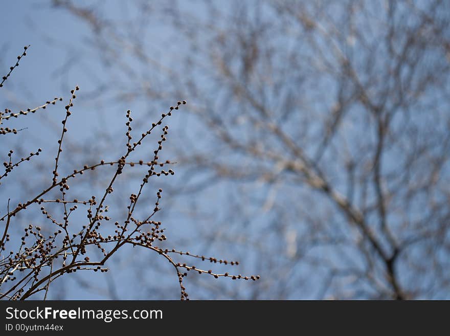 Spring background with branch of tree. Spring background with branch of tree