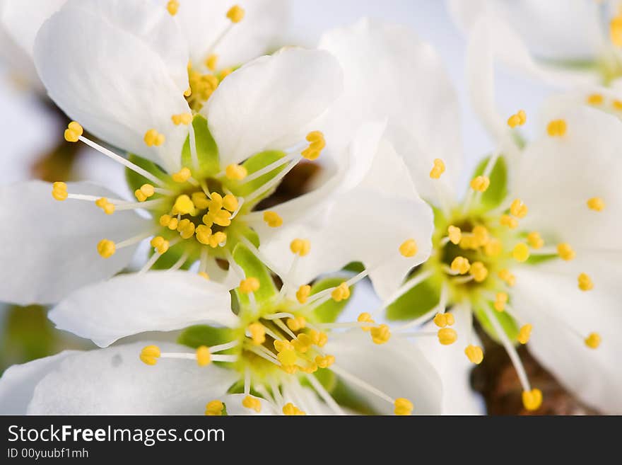 Blossom white wild apple tree