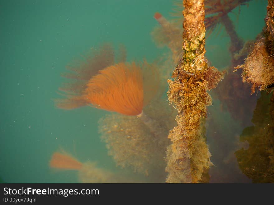 Flowering sea-anemone at a bollard in a marina. Flowering sea-anemone at a bollard in a marina