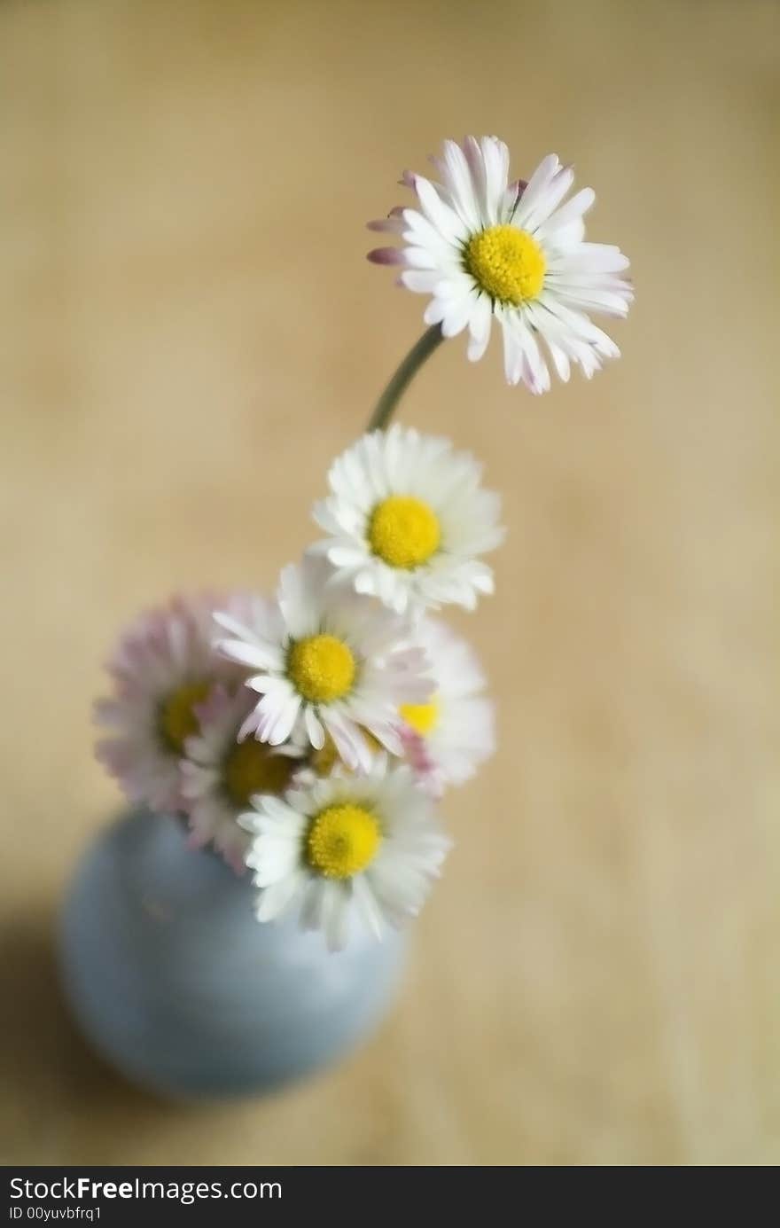 Little vase with some daisies