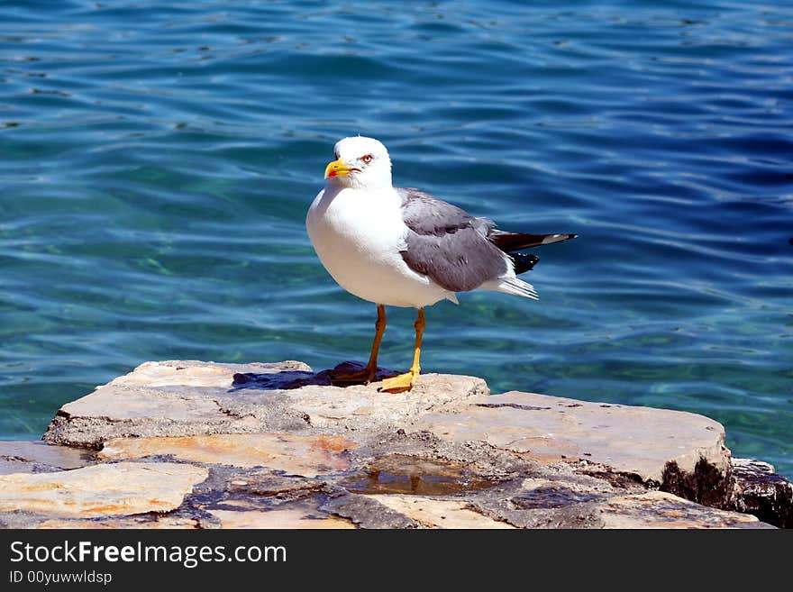 Sea gull on the stone with sea background. Sea gull on the stone with sea background