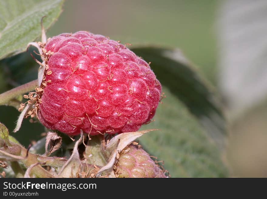 Raspberry.