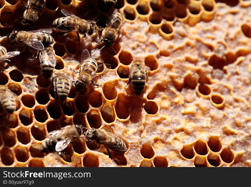 Honey and bees. The working time of bees since a dawn to a decline. Honey and bees. The working time of bees since a dawn to a decline.