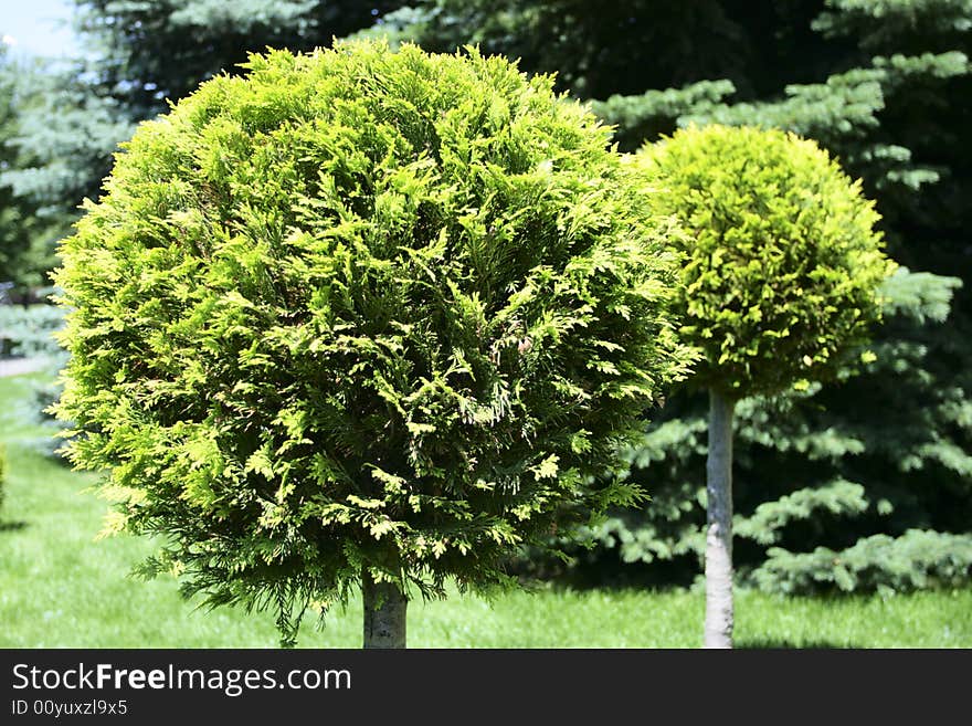 The Undersized tree on flowerbed. Part landscape design. The Undersized tree on flowerbed. Part landscape design