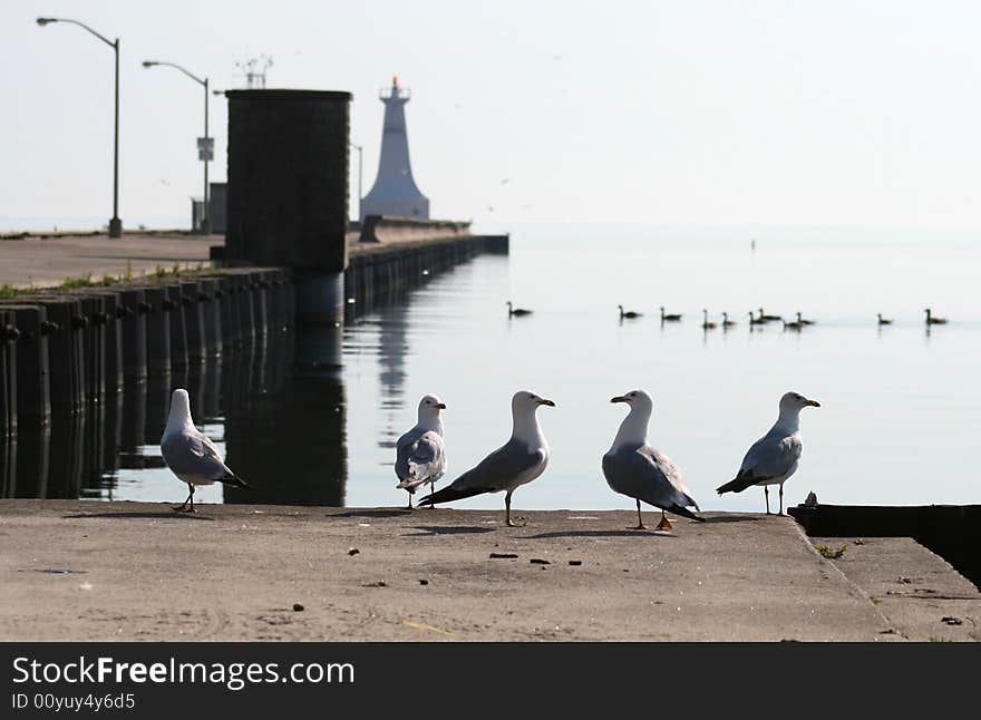 Two seagulls look at one another before a confrontation. Two seagulls look at one another before a confrontation.