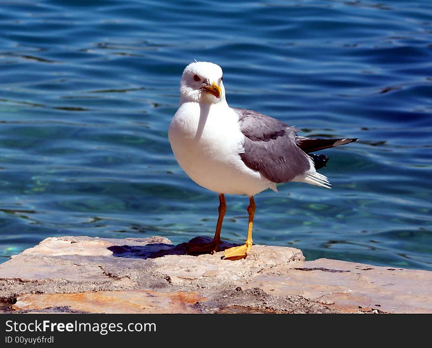 Sea gull on the stone with sea background. Sea gull on the stone with sea background