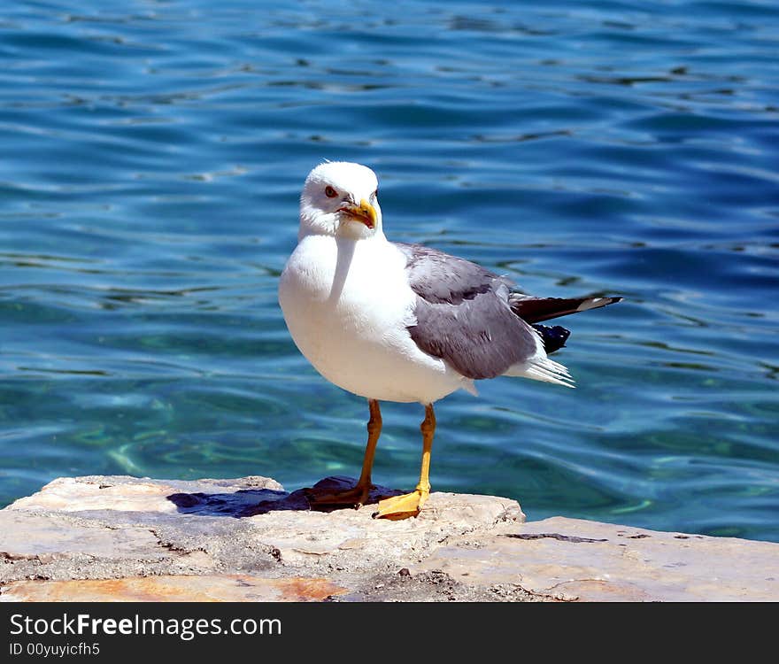 Sea gull on the stone with sea background. Sea gull on the stone with sea background