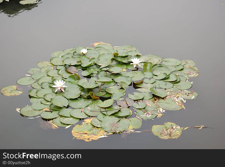 The Leaves Of Water Lily