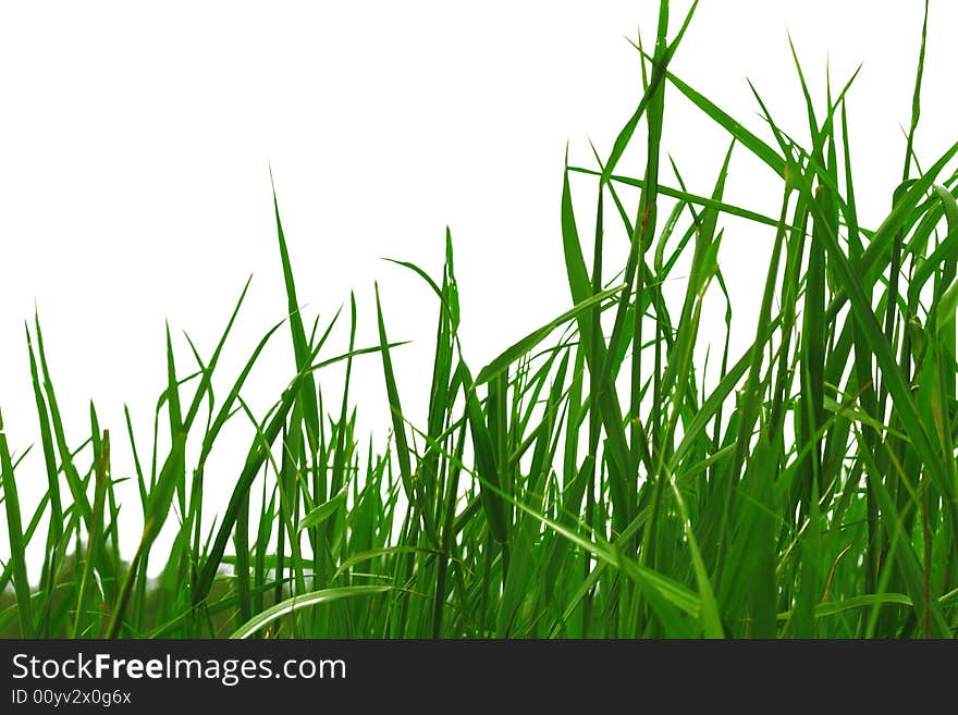 Green grass on a white background