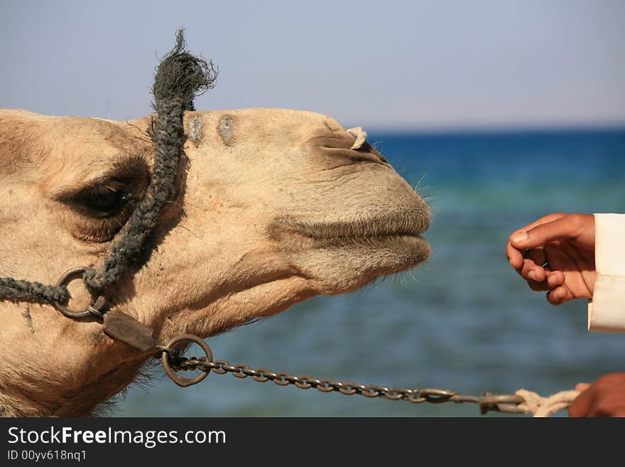 Boy and his camel