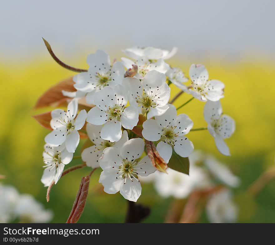 A Bundle Of Peach Flower