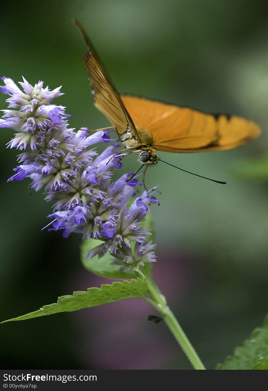 Pieridae butterfly