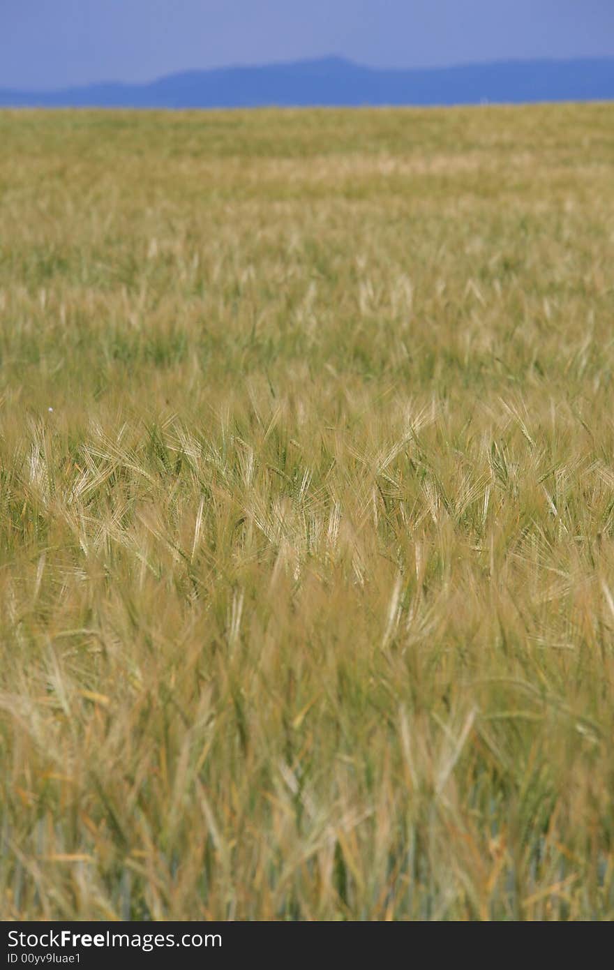 Cereal green field with upper blue strip. Cereal green field with upper blue strip.