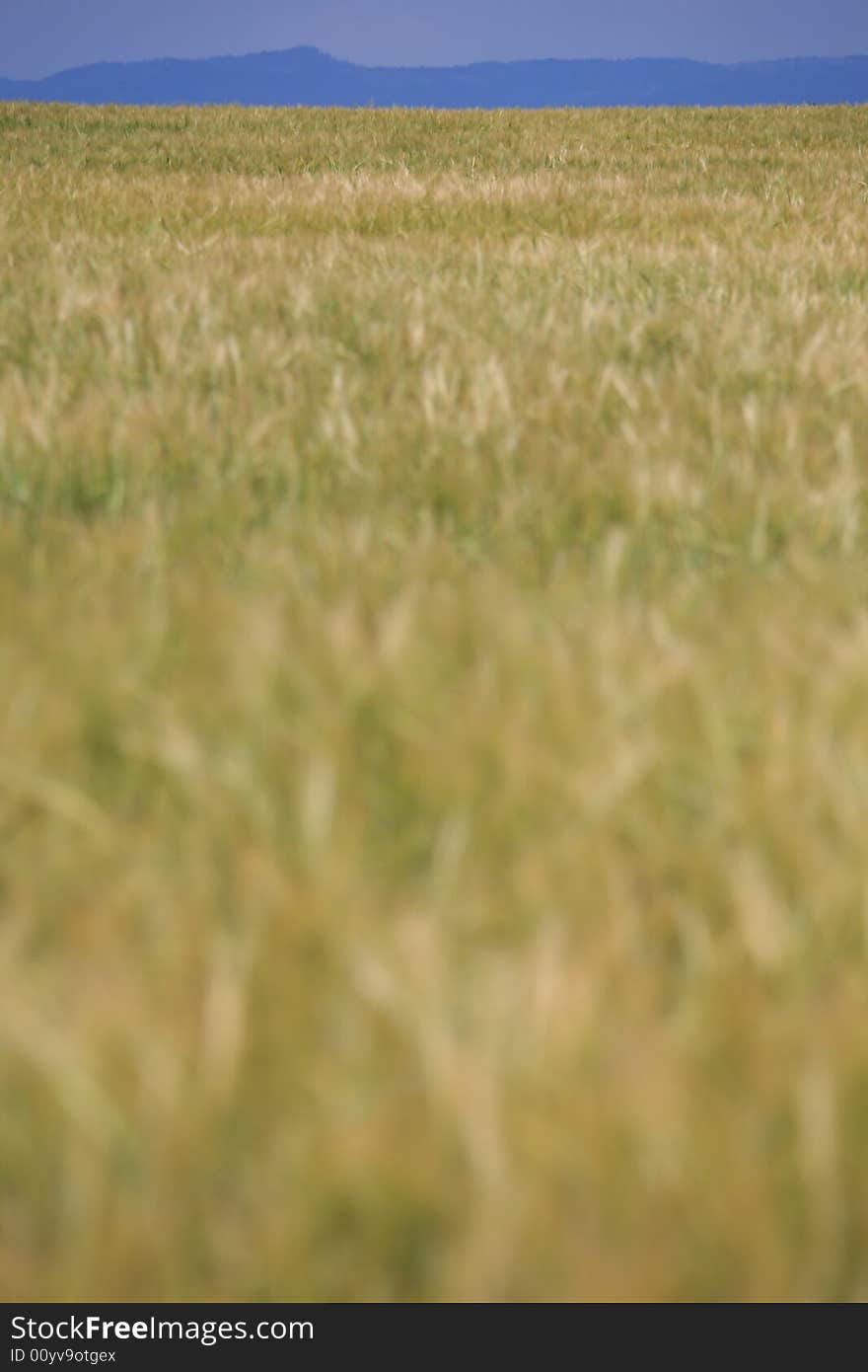 Cereal green field with upper blue strip. Cereal green field with upper blue strip.