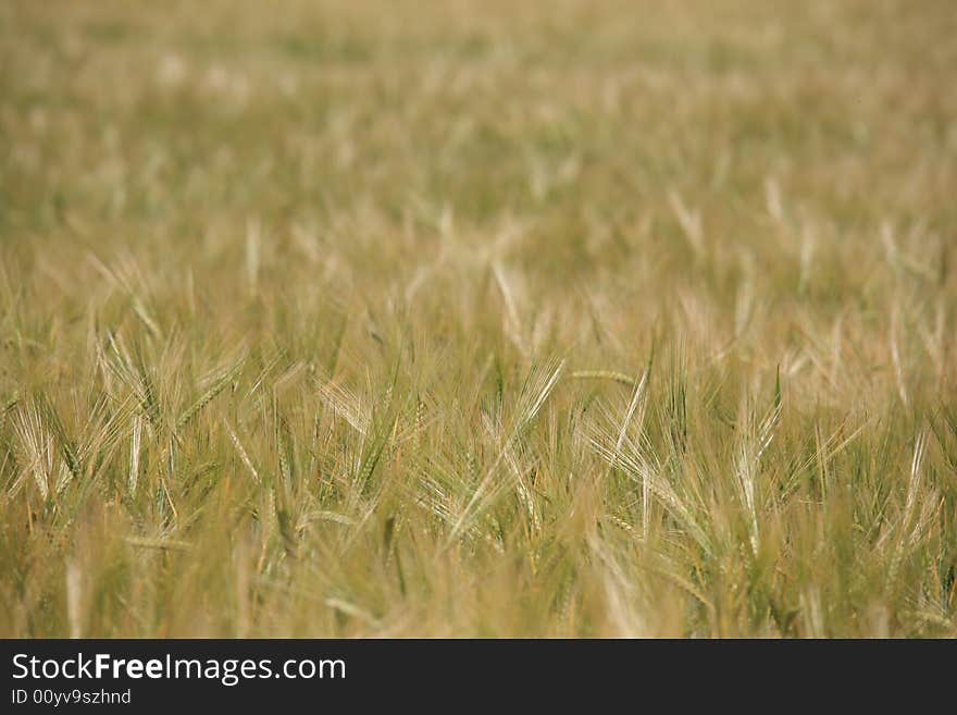 Cereal green field background texture.