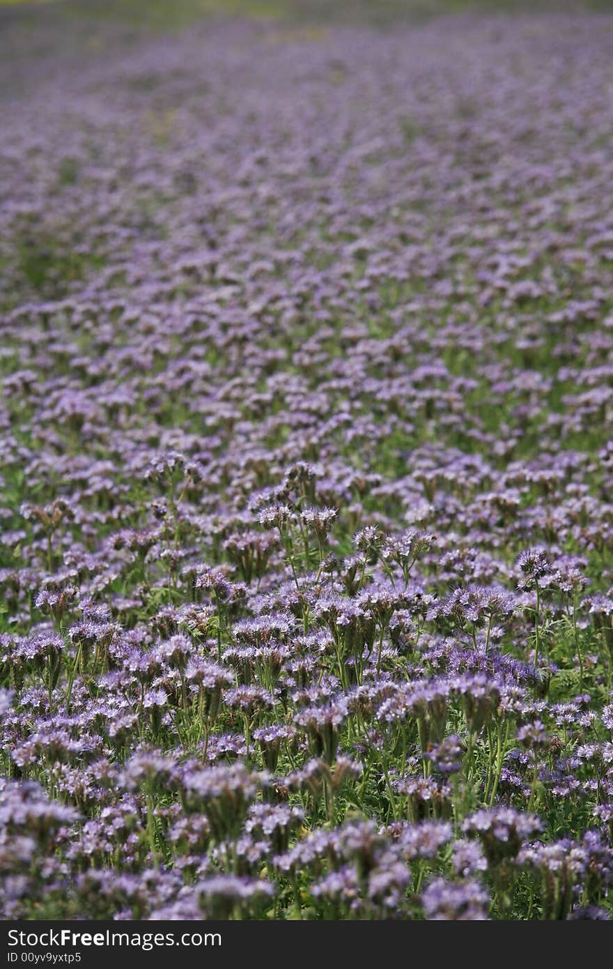 Violet field background texture