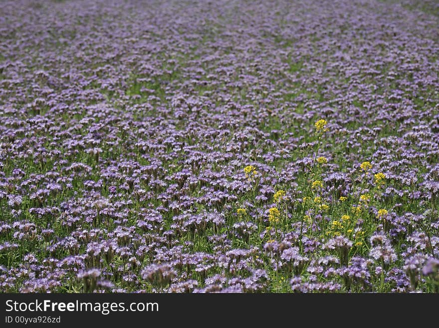 Violet field background texture