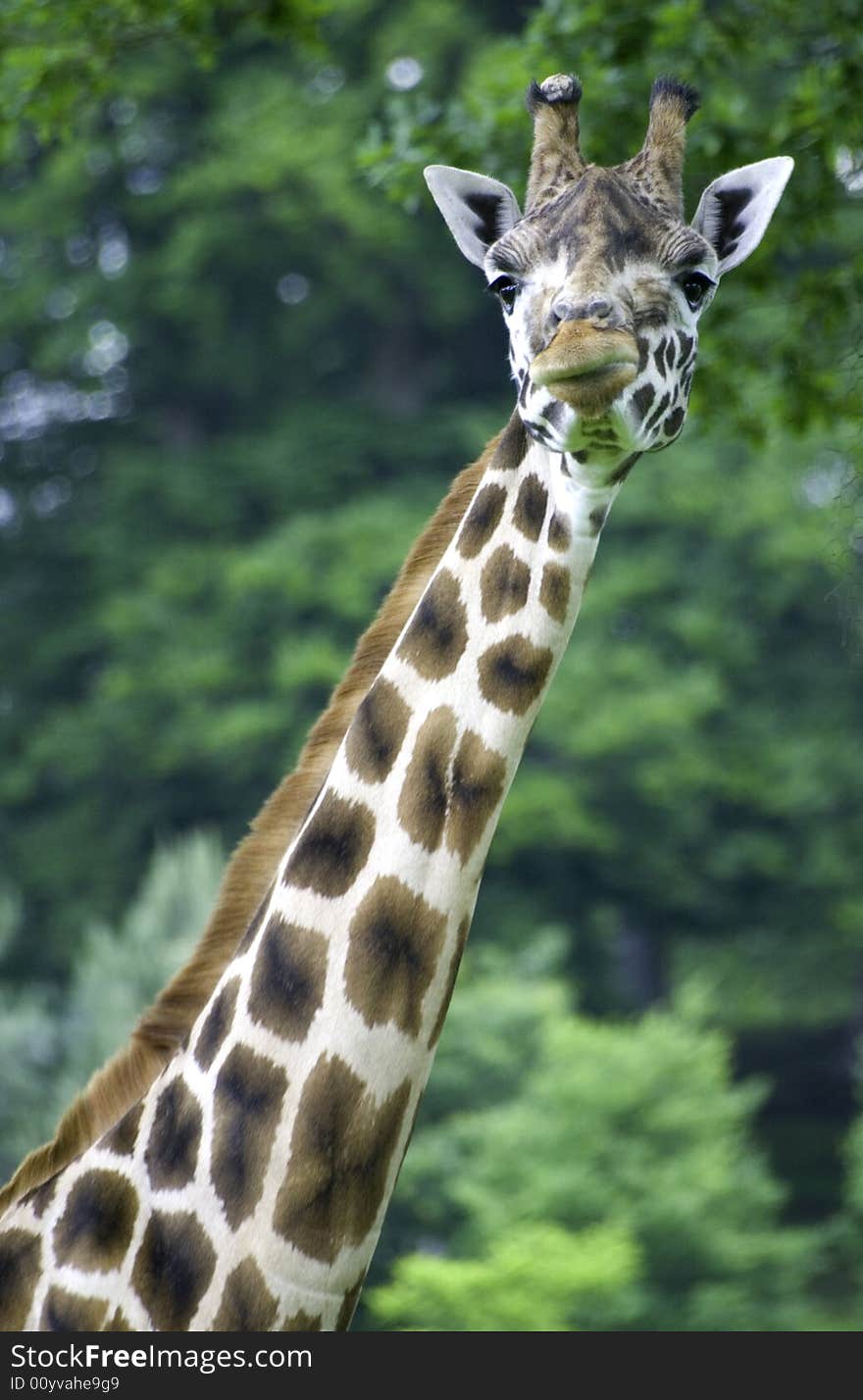 Portrait of a giraffe at the zoo