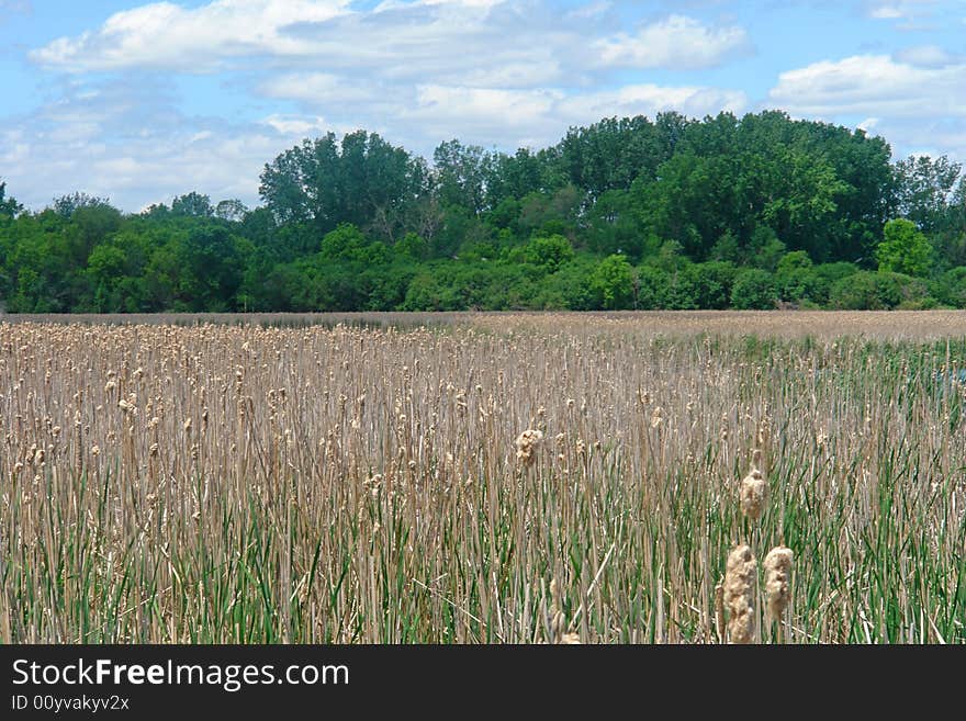 Summer Field