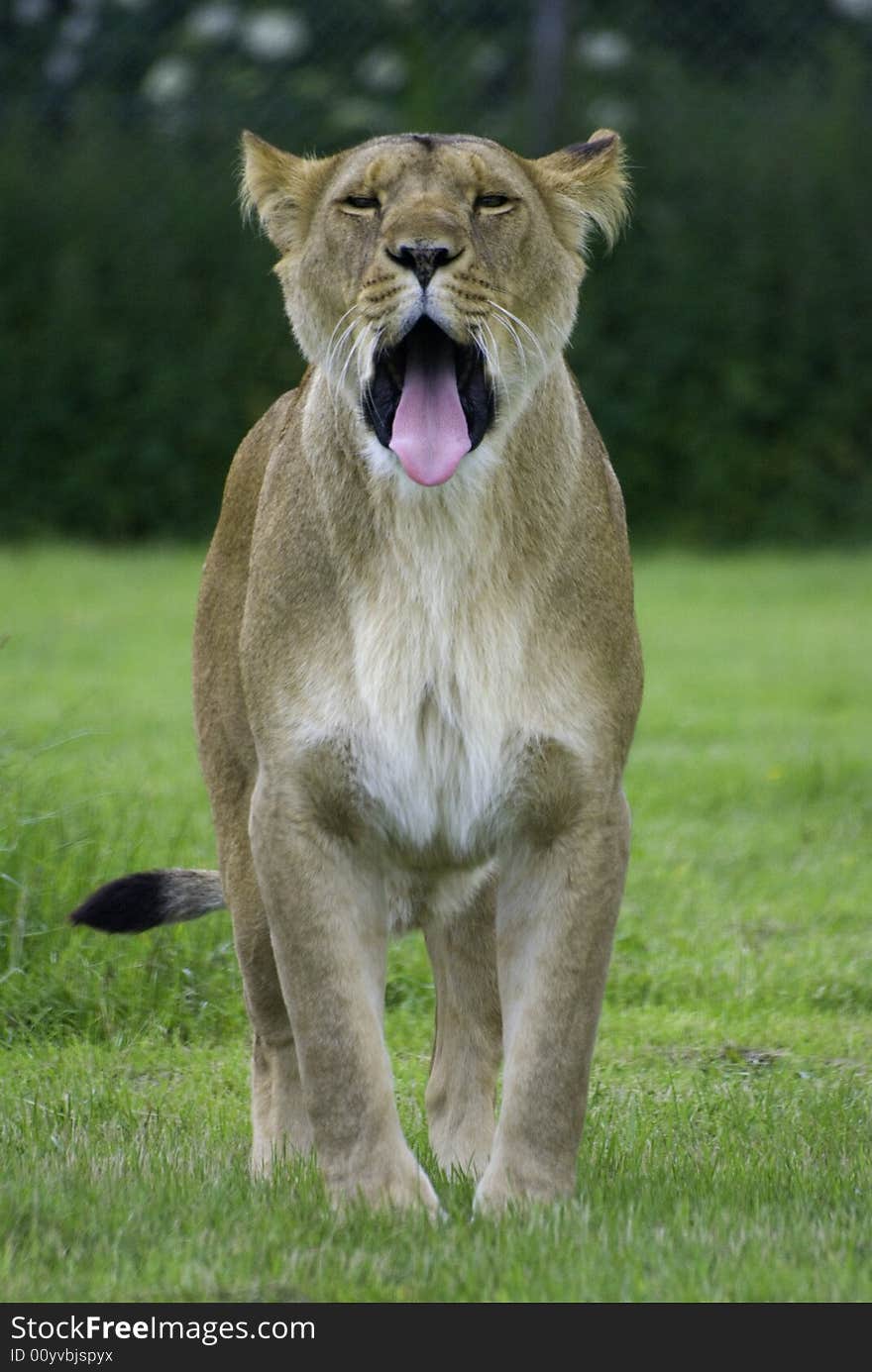 Portrait of a big lion