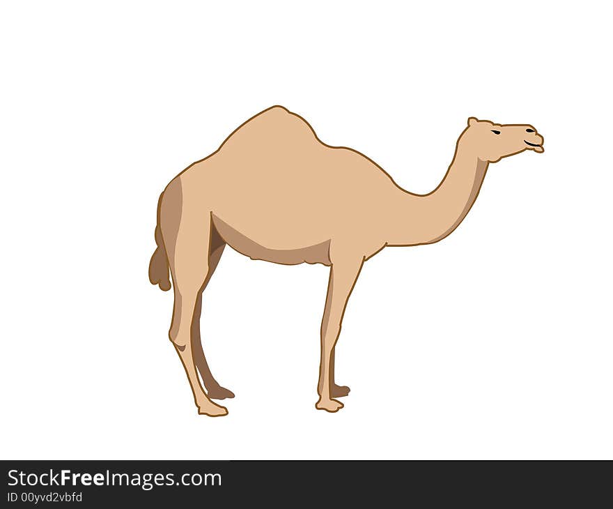 Camel standing