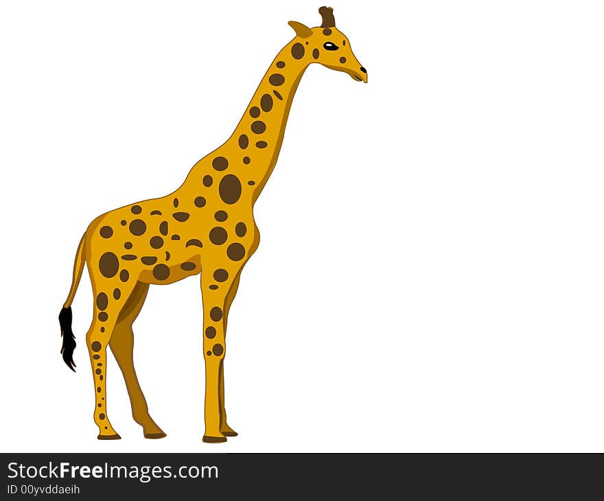 Giraffe standing tall