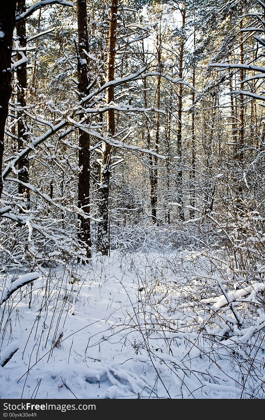 View series: winter forest under white snow