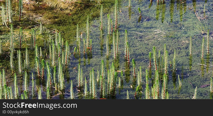 Float grass