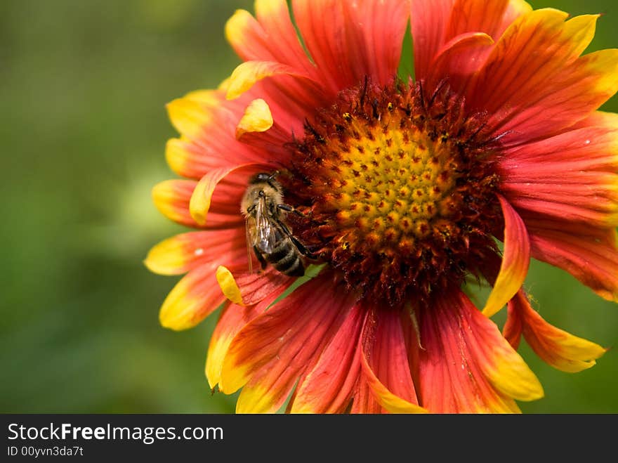 Bee on flower