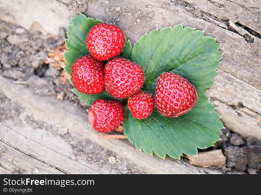 Ripe strawberries. In beams of the sun without flash.