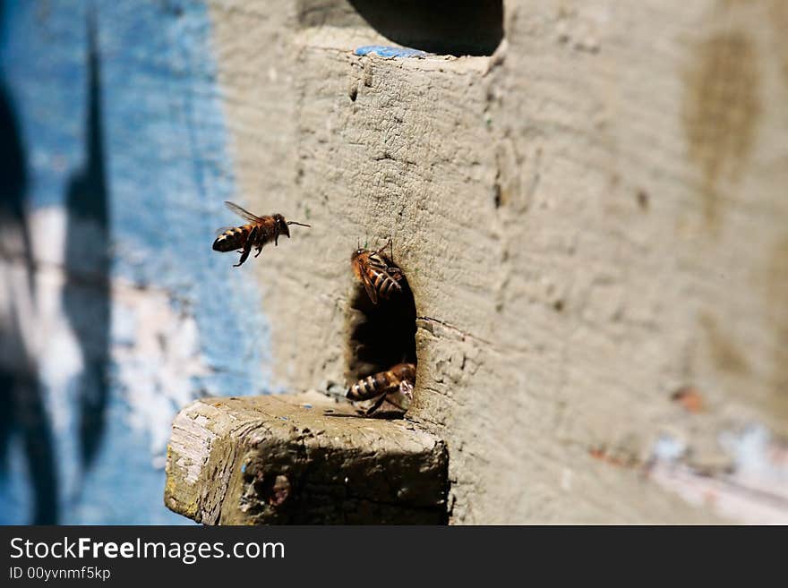 Working bees. Work all the day long. Working bees. Work all the day long.