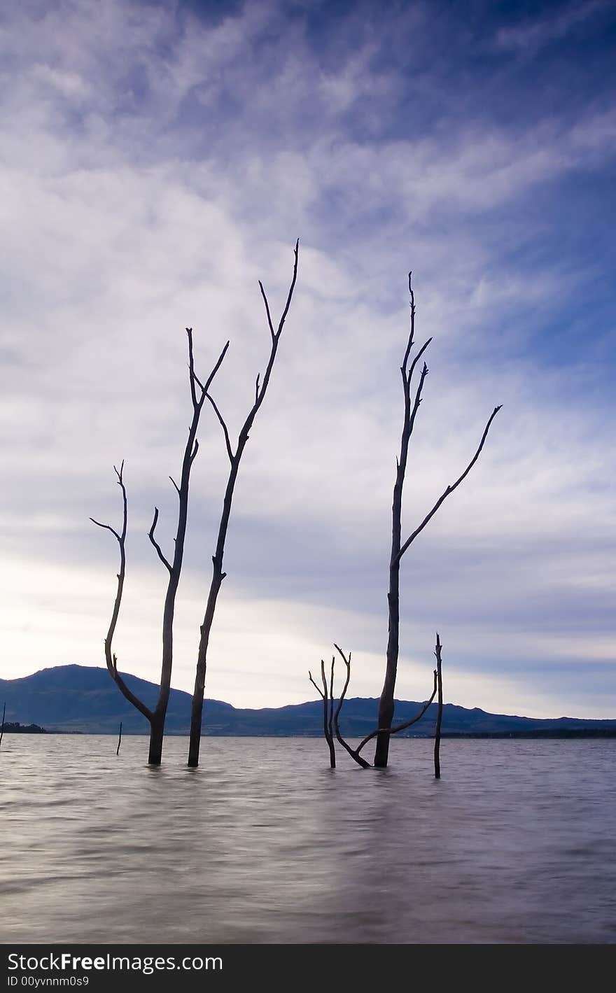 Dead trees in the water