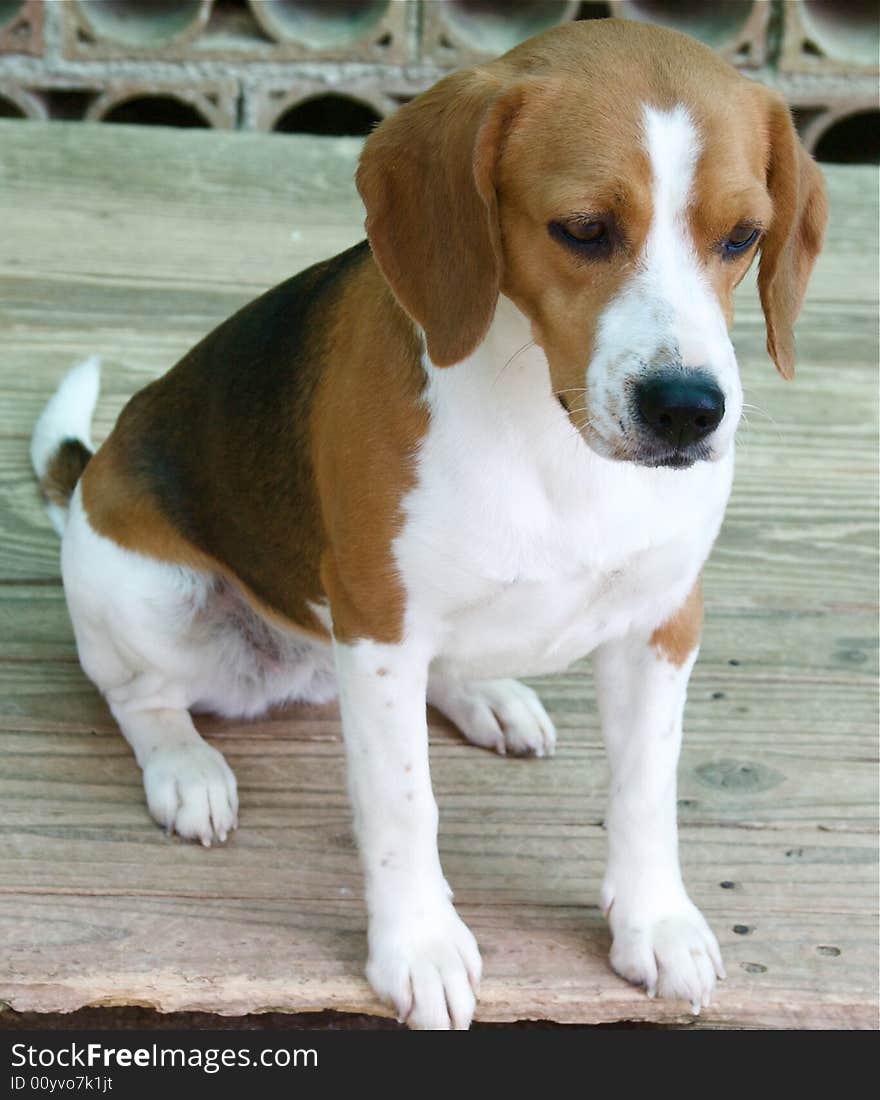 Portrait of beautiful tricolor beagle. Portrait of beautiful tricolor beagle