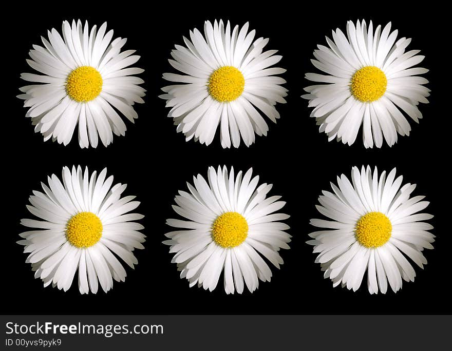 Camomile flowers isolated over a black background